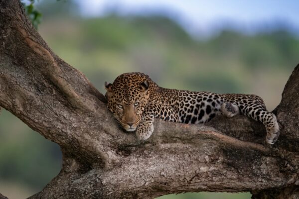 a-leopard-in-tree-in-africa