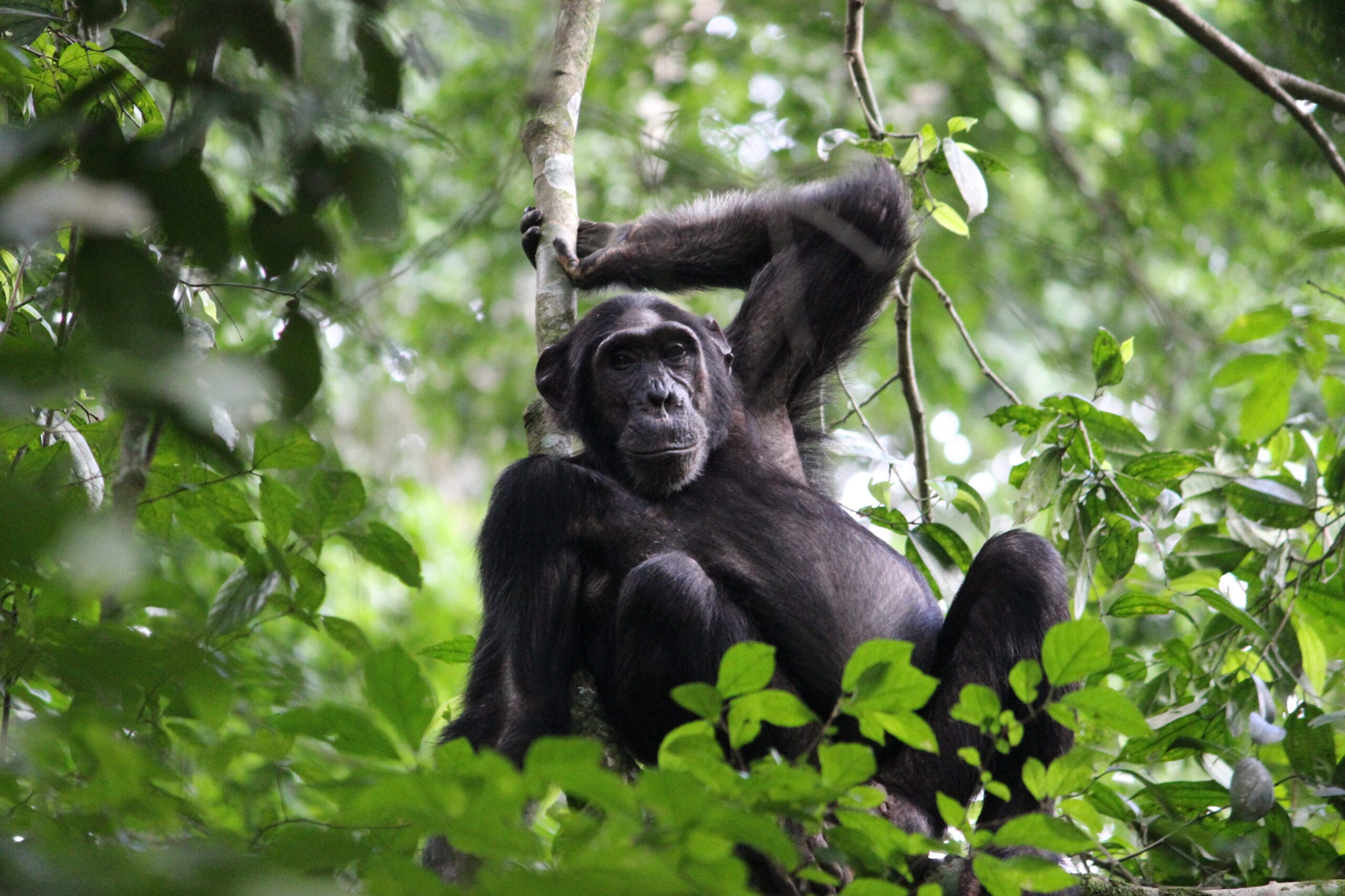 Chimp relaxing against branch in Ugandan jungle