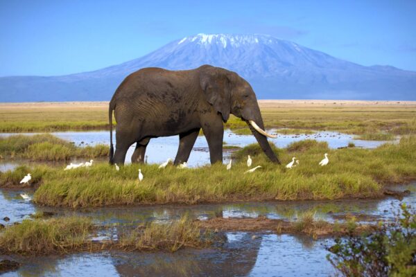 Elephant walking through river with Kilimanjaro backdrop