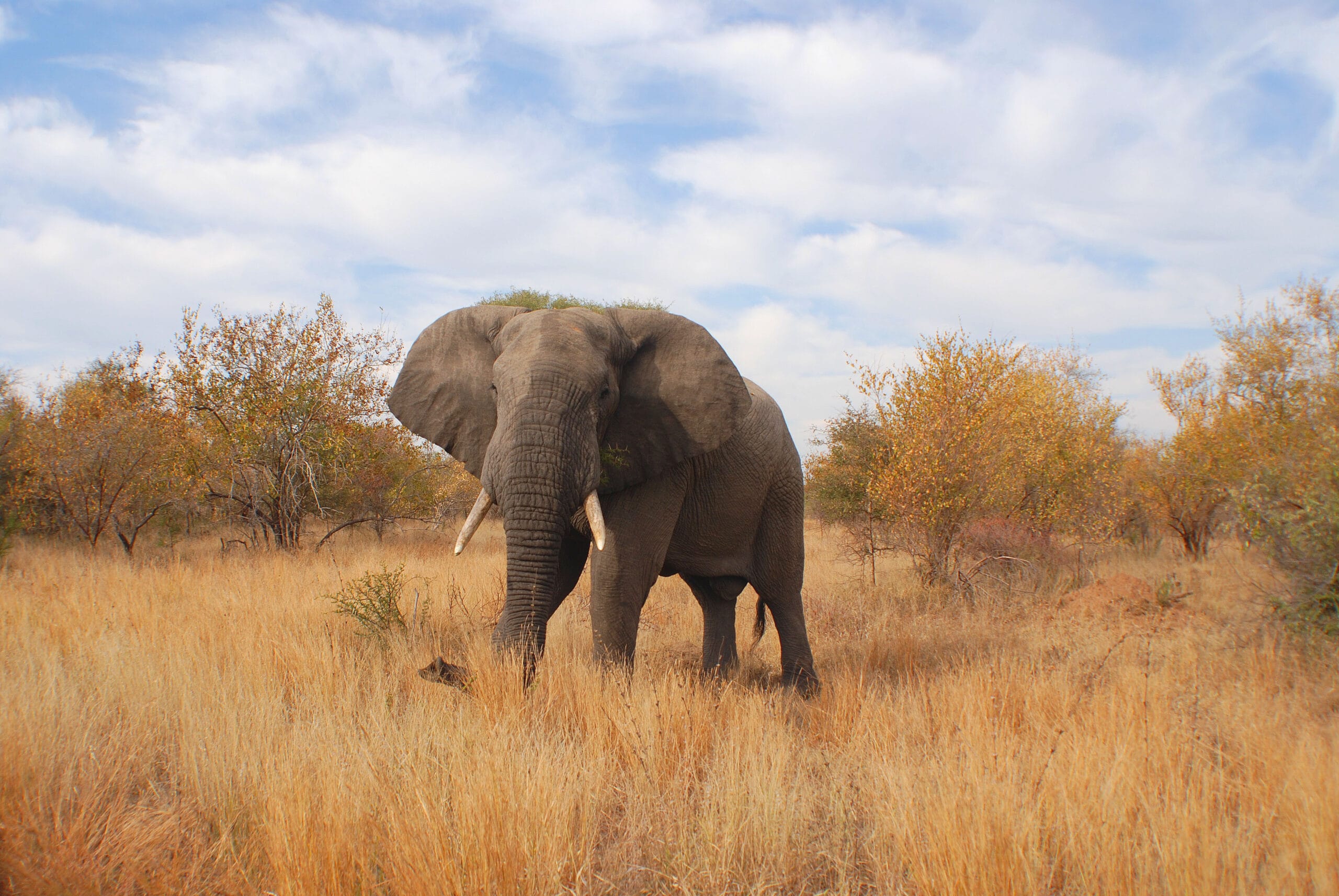 Elephant in the grasslands of South Luangwa