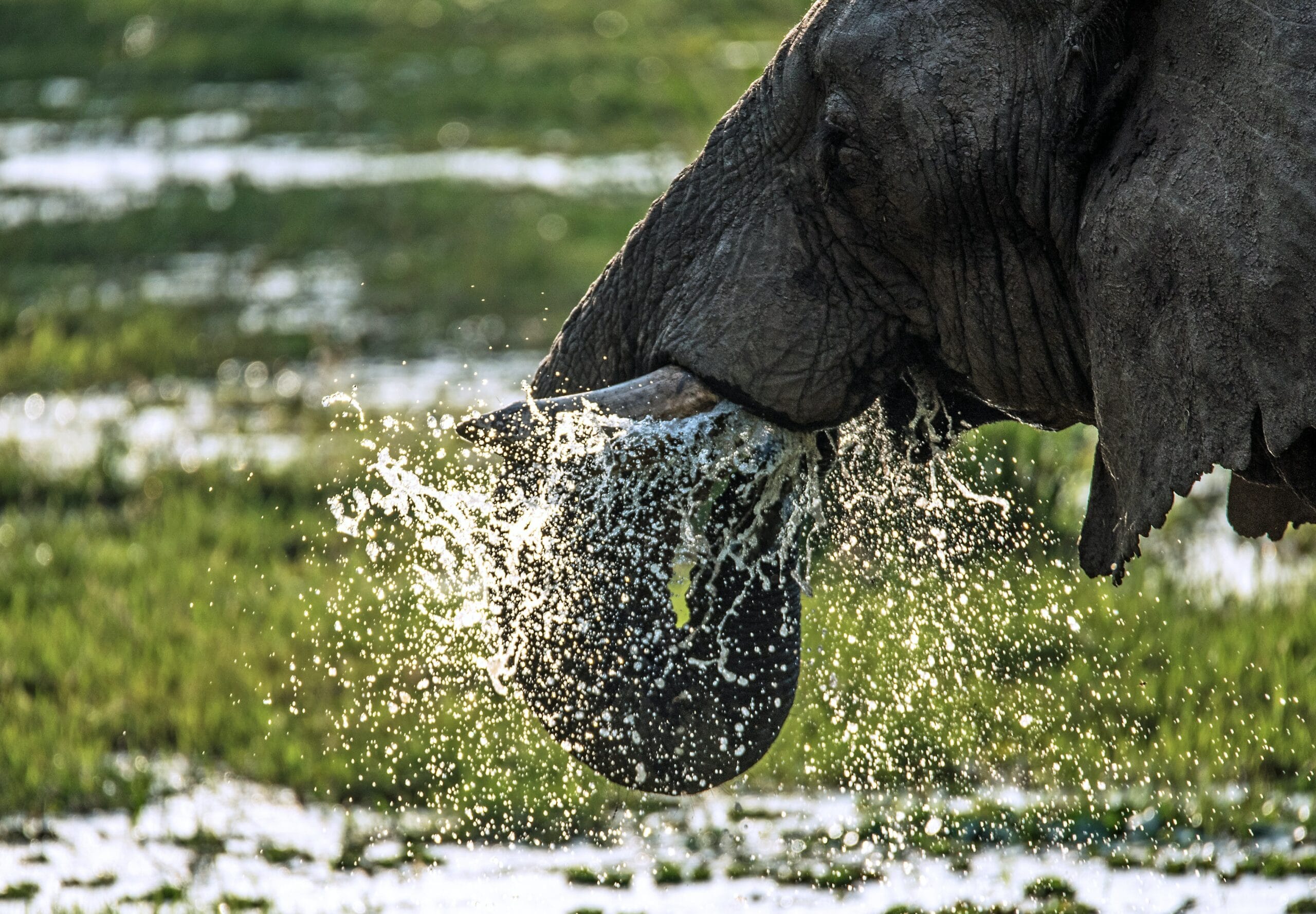 Close up of Elephant drinking and splashing water with its trunk