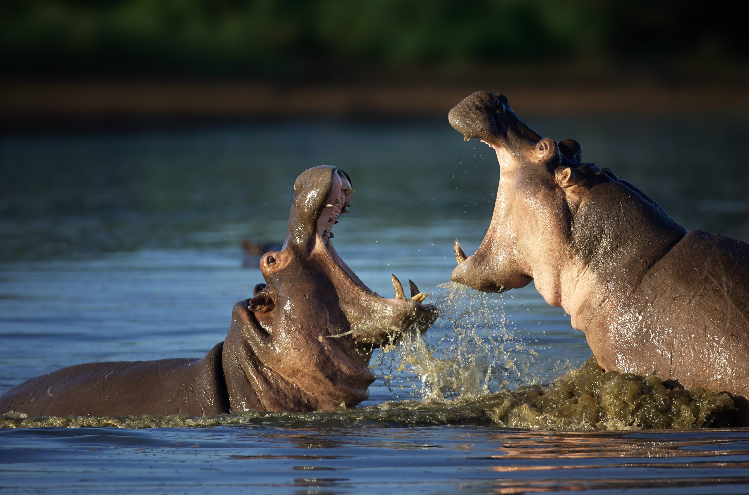 Hippo dual in water