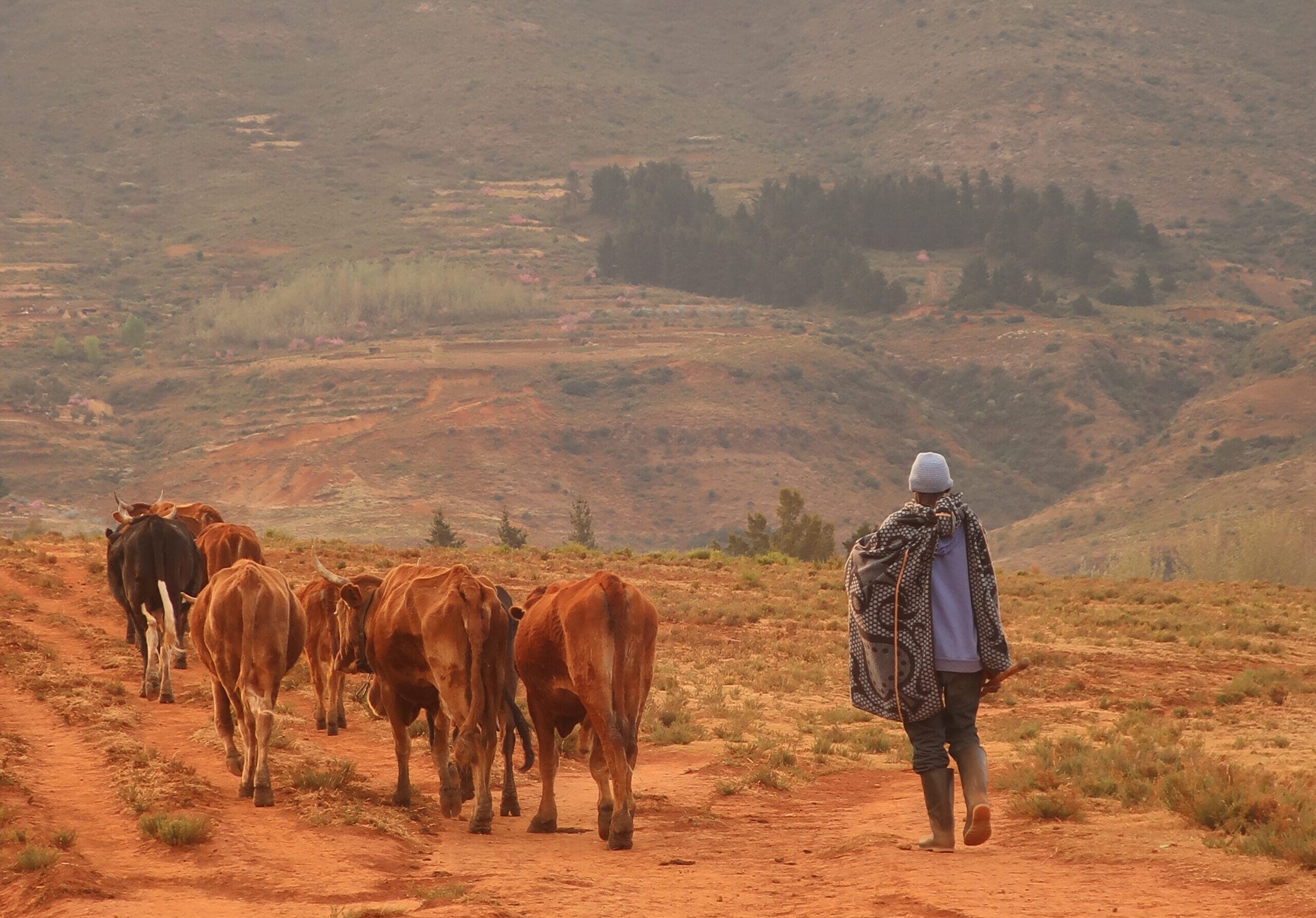 Lesotho shepherd herding cows