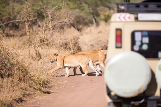 Two lionesses walking on dirt road in front of vehicle