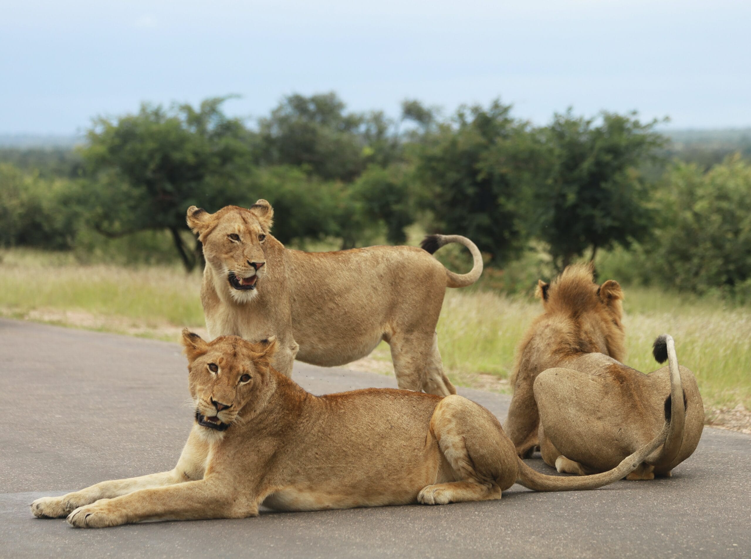 3 older cubs blocking the road