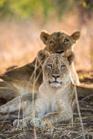 Two lionesses laying in the shade looking at camera