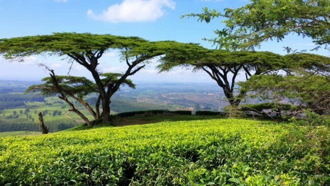 malawi-landscape-acacias