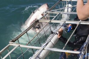 Great White shark breaching out of water with open mouth near cage diver