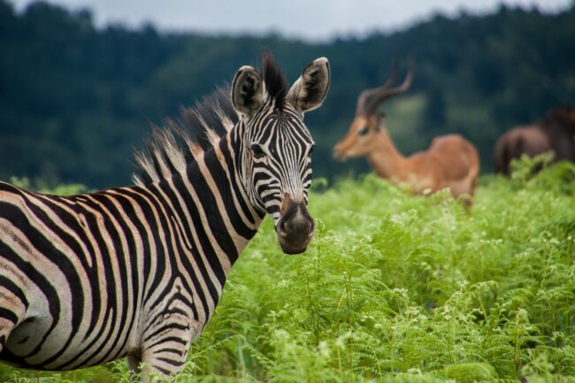 Zebra in front of impala in lush bushes