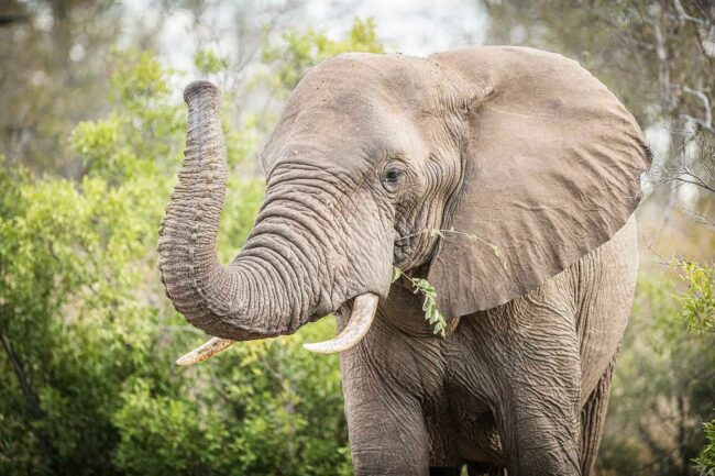 Elephant holding trunk up