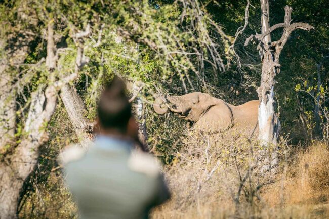 Elephant eating leaves in tree