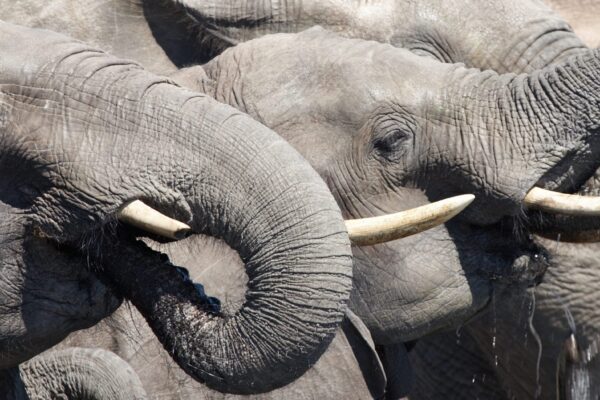 Two African Elephants drinking water through tusks