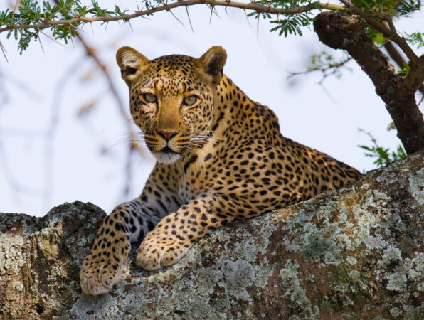 Leopard perked in tree overlooking prey