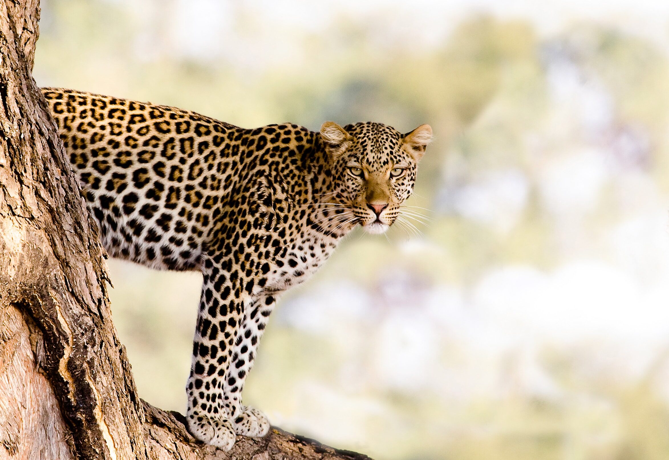 Menacing leopard in tree