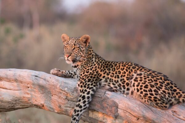 Leopard perked in tree at dusk