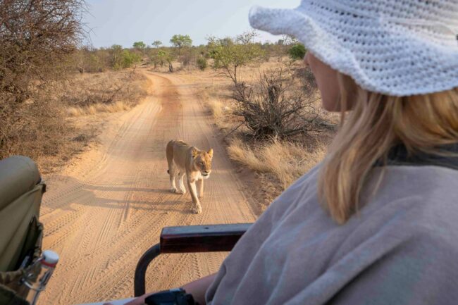 Lioness sighting on dirt track from back of safari vehicle