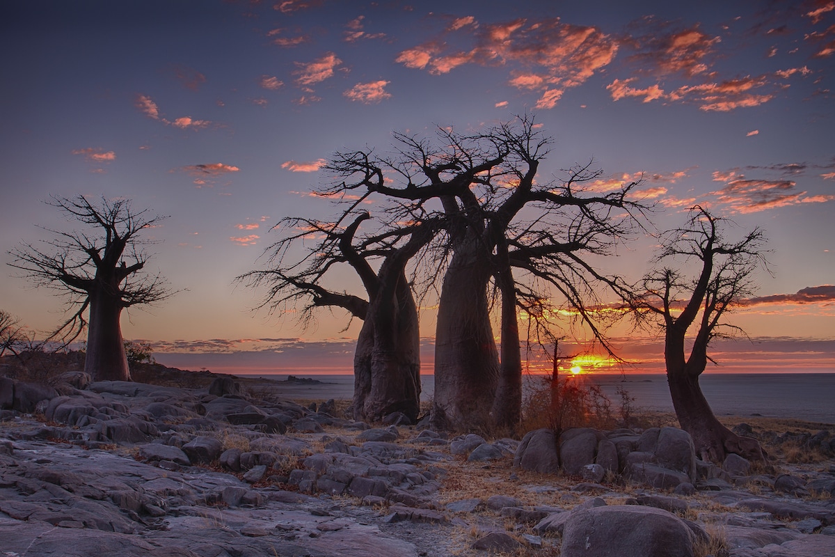 Sunset with baobabs