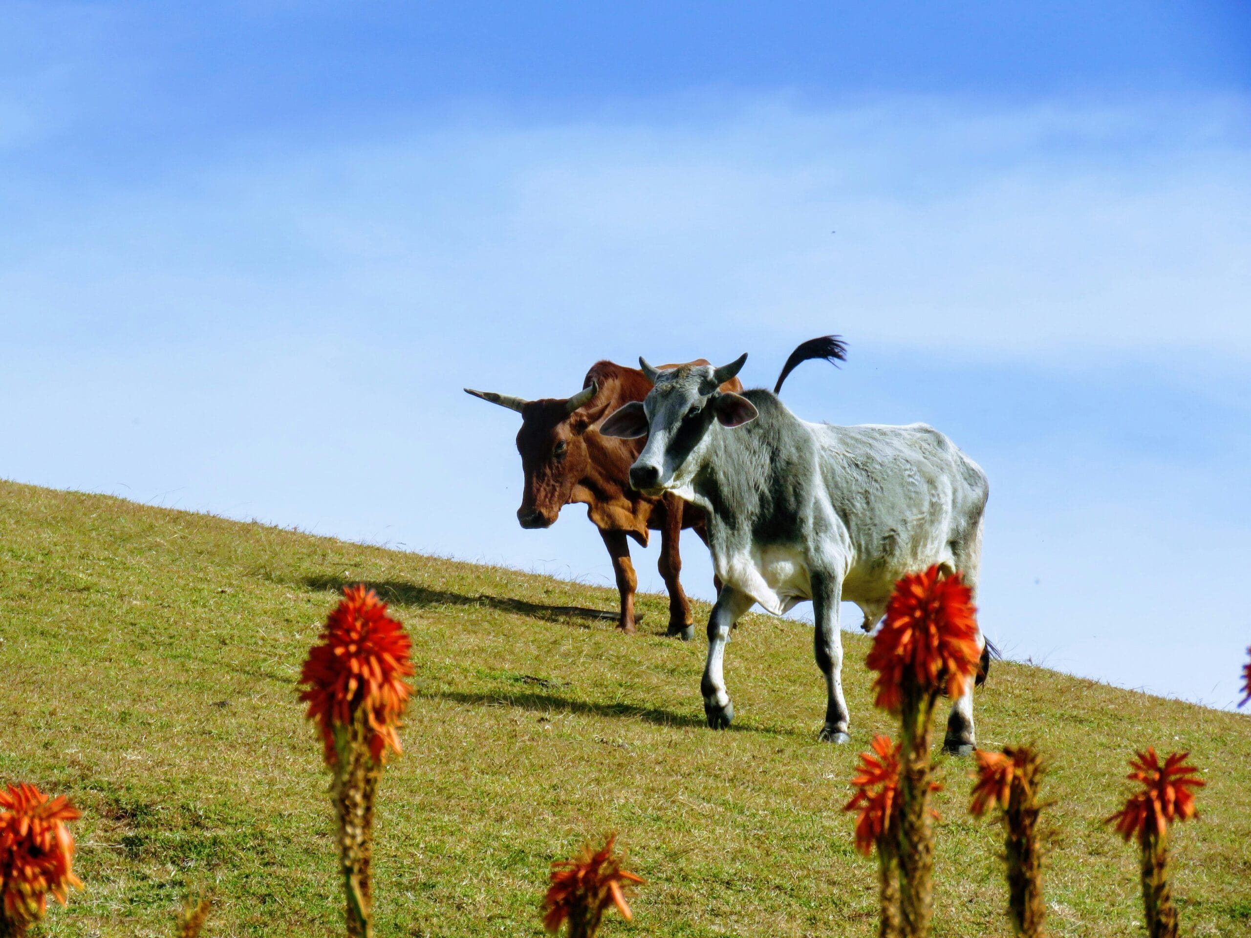 Two Nguni cows walk on green grass hill with orange flowers in foreground.