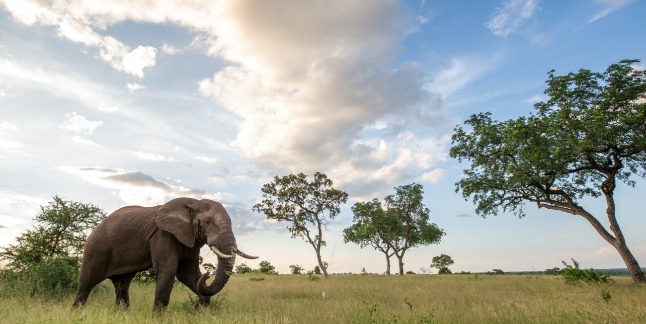 An elephant, Loxodonta africana, walks through a clearing, clouds in background