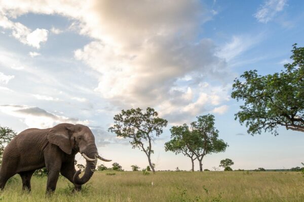 An elephant, Loxodonta africana, walks through a clearing, clouds in background