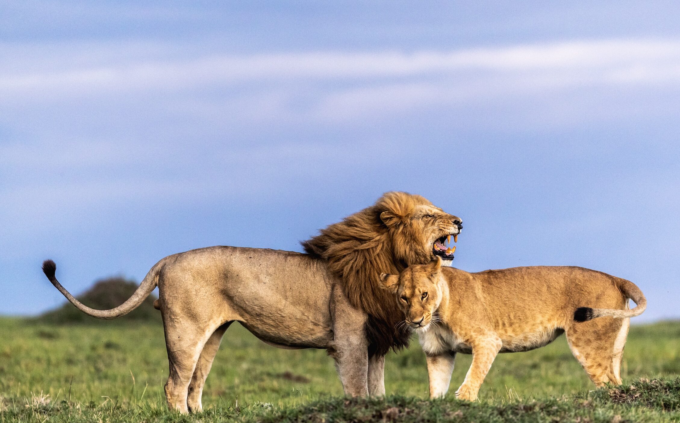 Male lion and lioness snuggling together in the Mara Conservancy Triangle, Kenya Africa