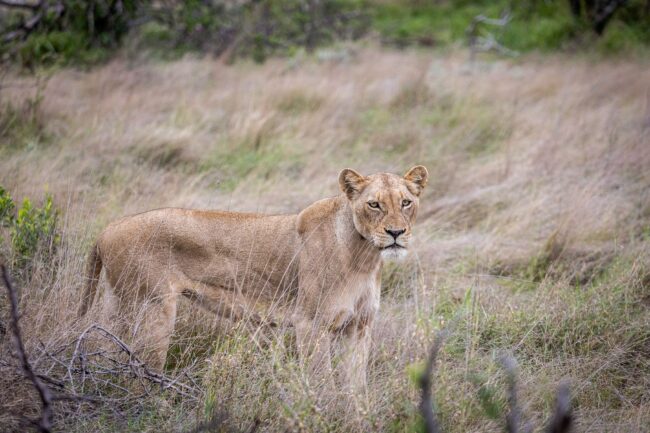 Lioness looking with concern