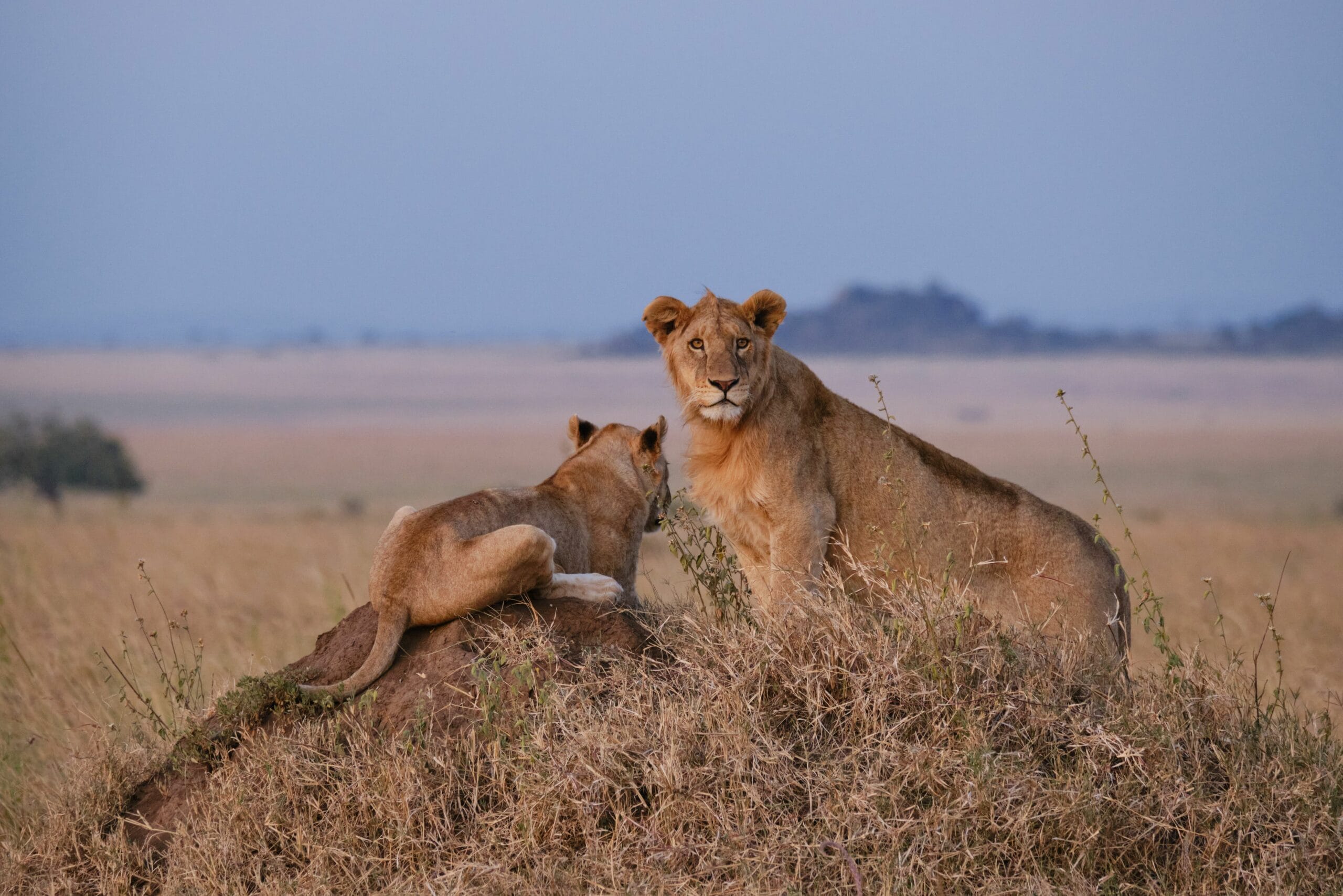 Two lions on a termite hill, one young male looking towards the camera, and one looking into the other direction