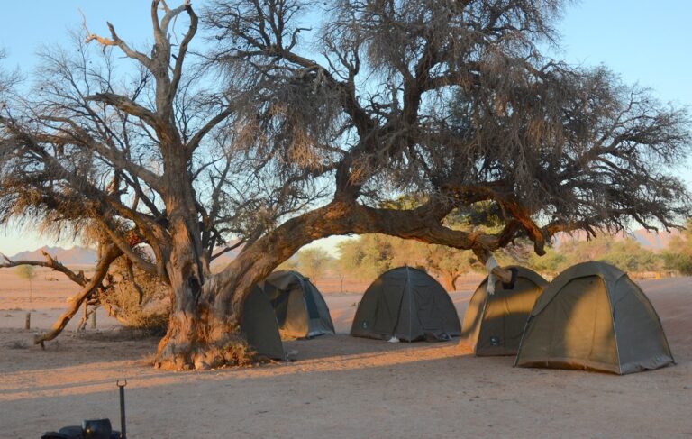 Five canvas dome tents pitched under a tree in the desert.