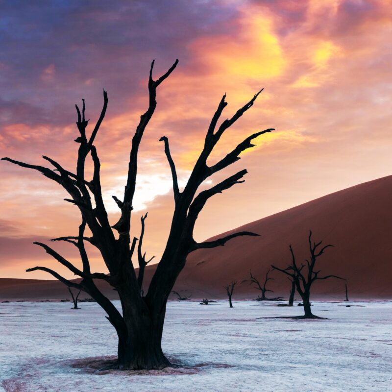 Dead Camelthorn Trees at sunset, Deadvlei, Namib-Naukluft National Park, Namibia, Africa