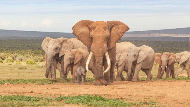 An elephant herd, led by a magnificent 'tusker' bull at a waterhole in the Addo Elephant National Park in South Africa