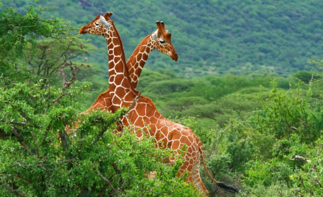 Two male reticulated giraffes in green forest of Kenya, East Africa.