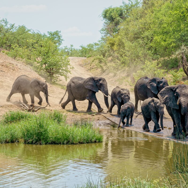 Small herd of elephants walking by the lake surrounded by green nature