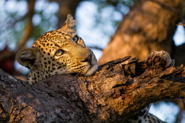 A leopard's head and front paw (Panthera pardus) resting head on tree branch, soft light