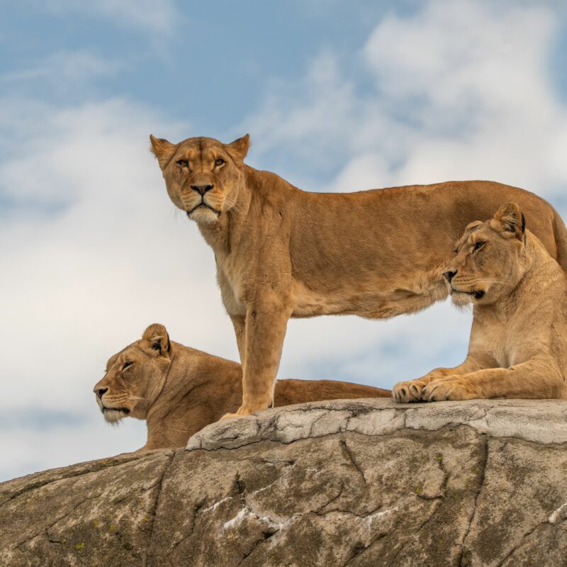 Three lionesses resting on top of a rock against cloudy sky