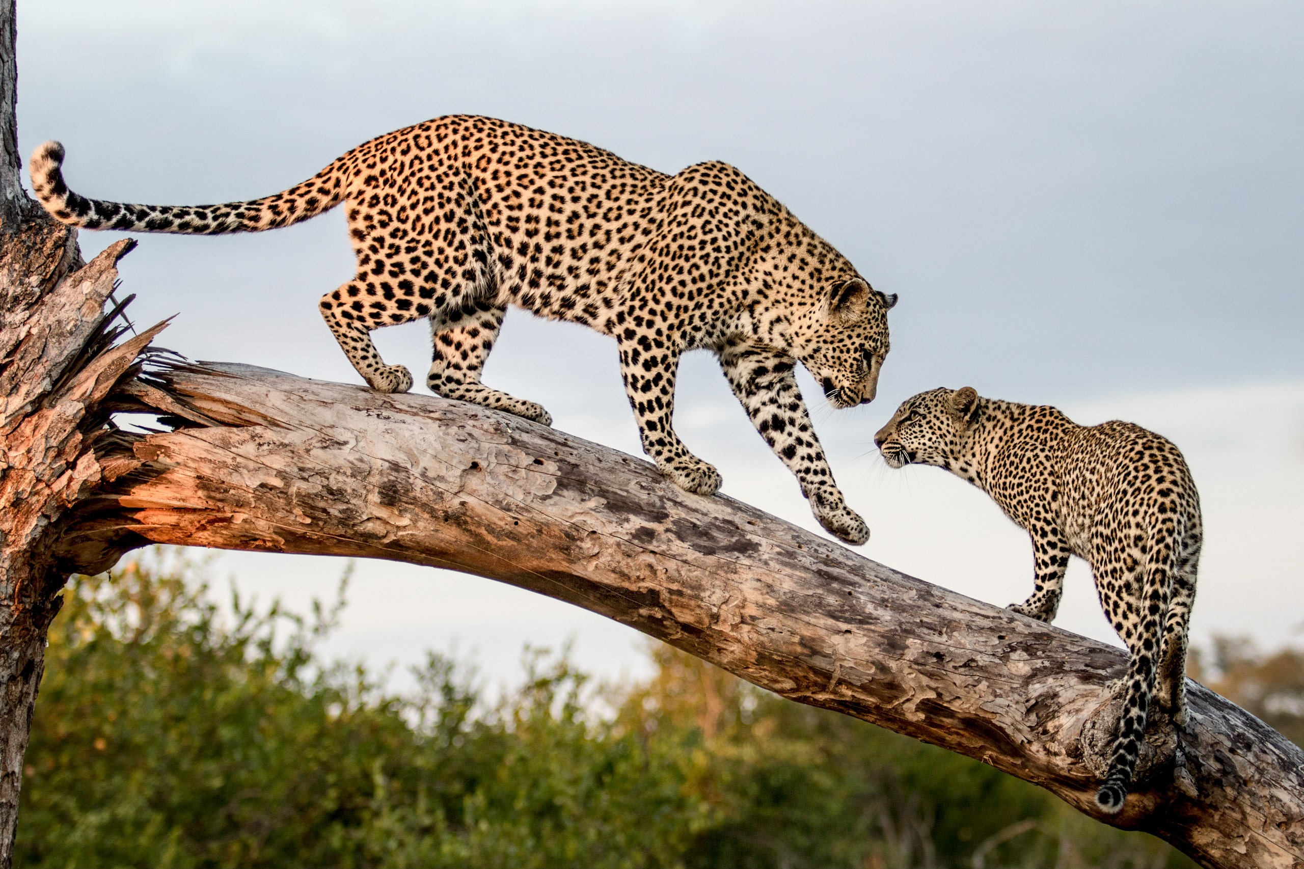 A mother leopard (Panthera pardus) greets its cub while balancing on a log