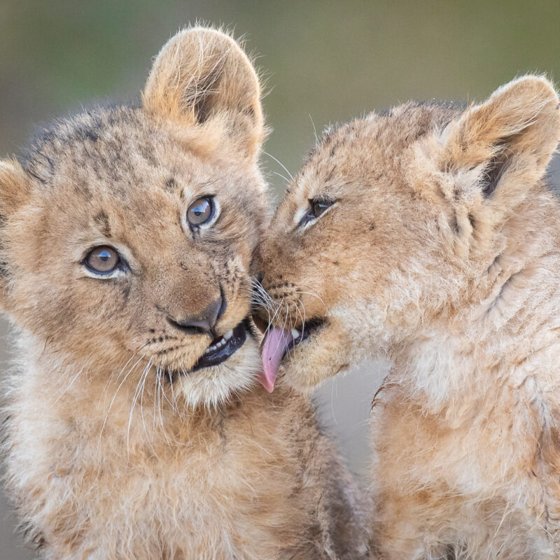 Two lion cubs, Panthera leo, sit together, one licks the other