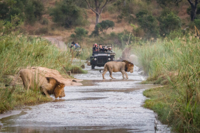 Two male lions, Panthera leo, walk across a shallow river, one crouching drinking water, two game vehicles in background carrying people