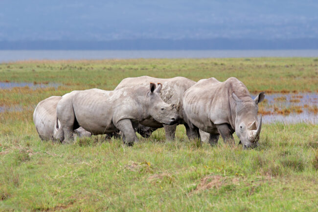 White rhinoceros (Ceratotherium simum) in open grassland, Lake Nakuru National Park, Kenya