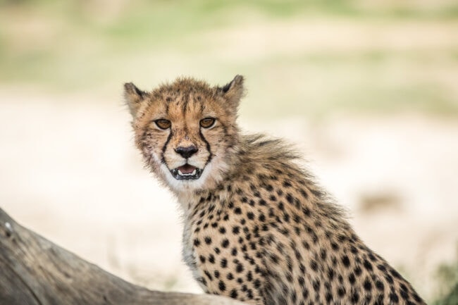 Young cheetah standing in the Kalagadi Transfrontier Park, South Africa