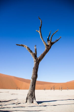 Ancient tree of Deadvlei in Namibia desert