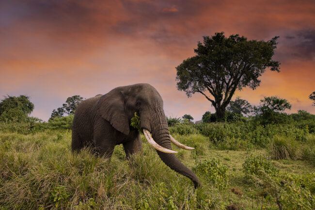 elephant-in-africa-sunset