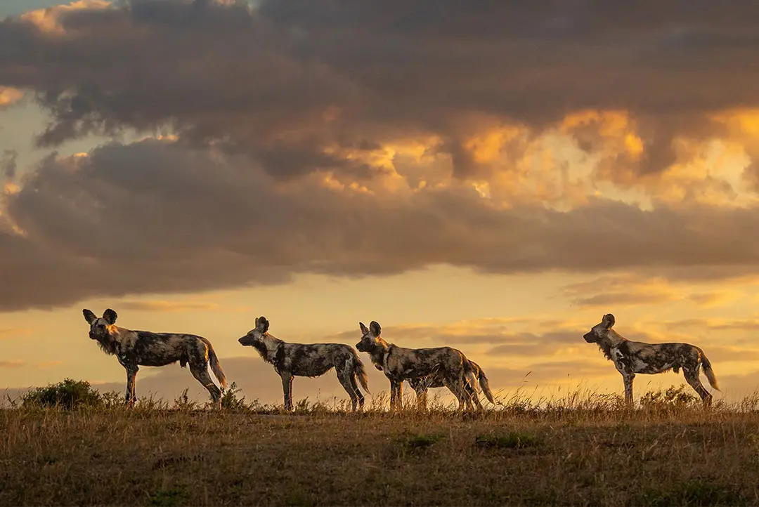 wilddog-pack-bushveld-intrepid