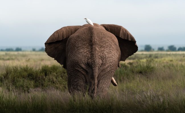 back-of-single-elephant