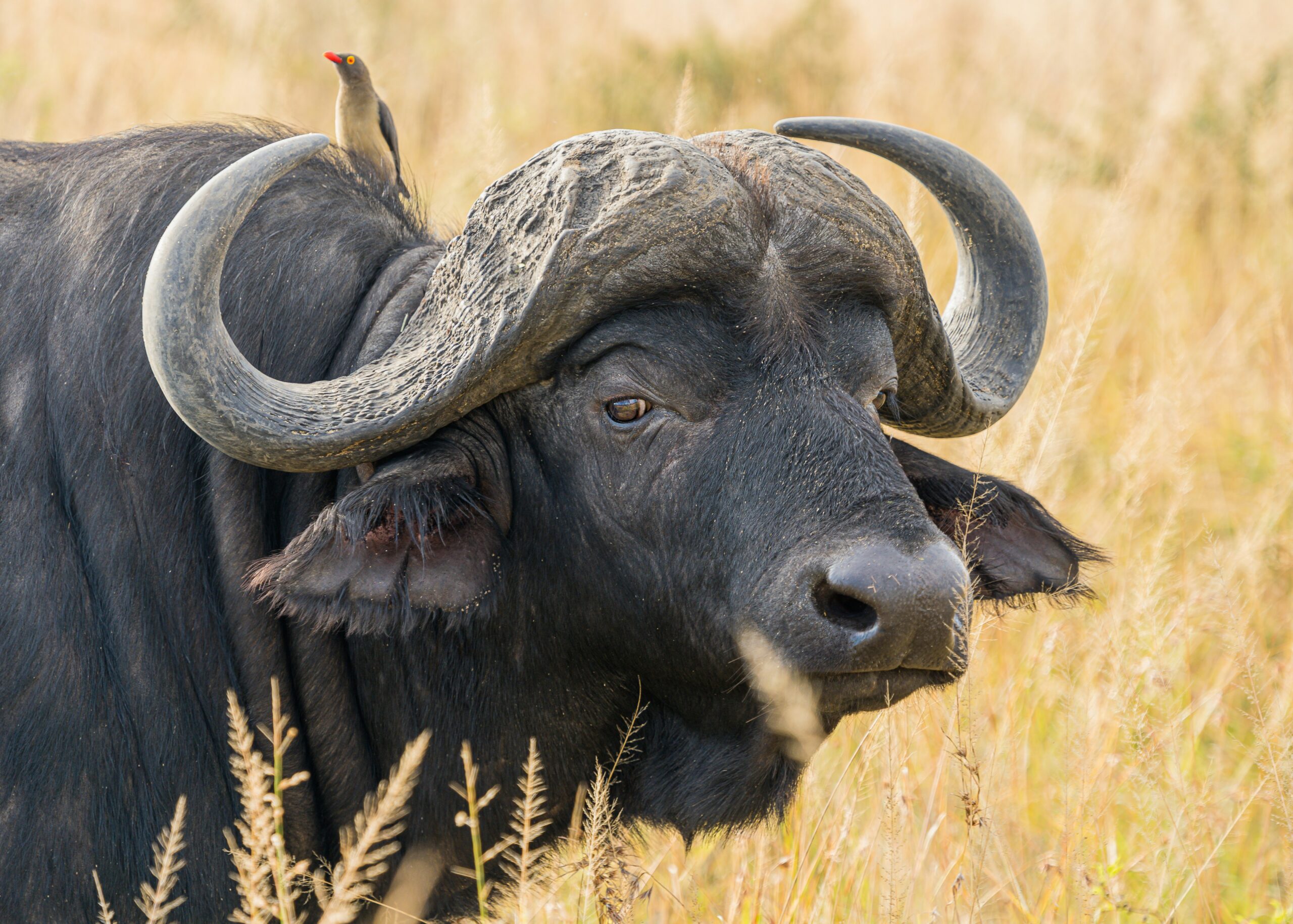 buffalo-close-up-photo