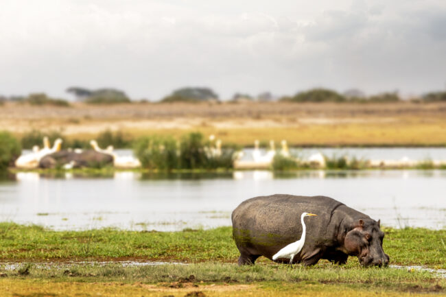 Hippo and Egret in Scenic Amboseli Marshlands