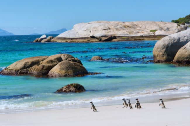 penguins-at-boulders-beach