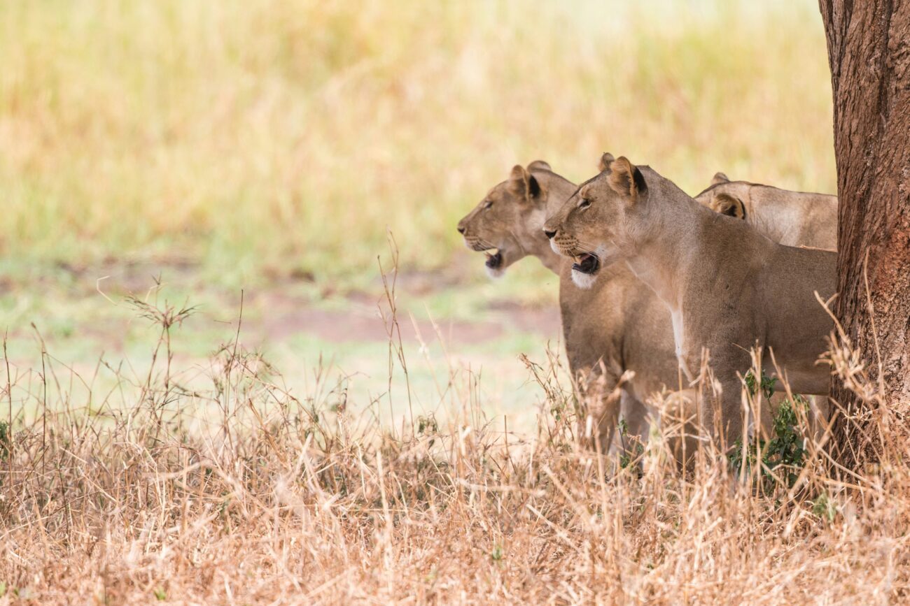 family-lions-looking-out