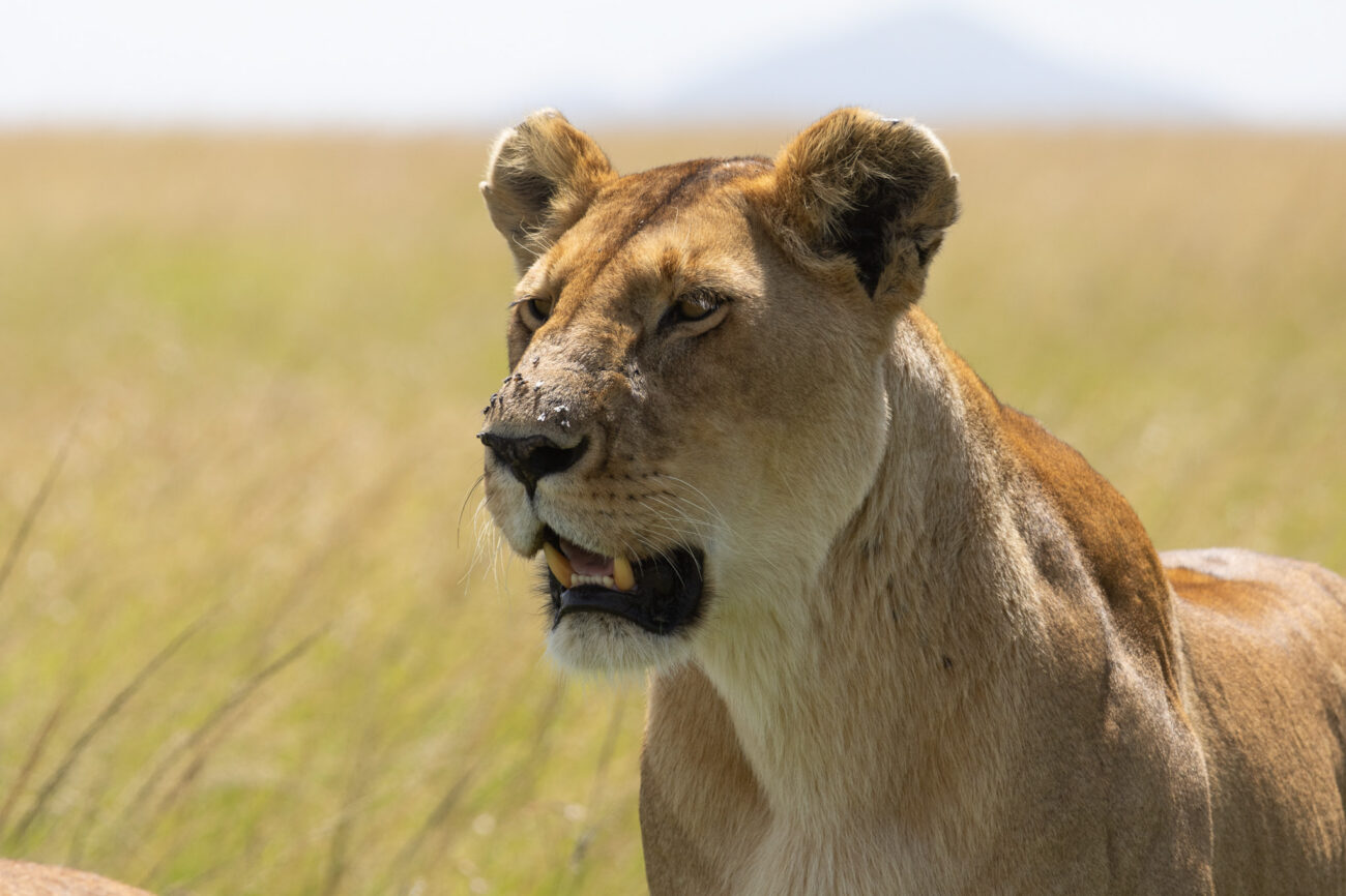 female-lion-close-up