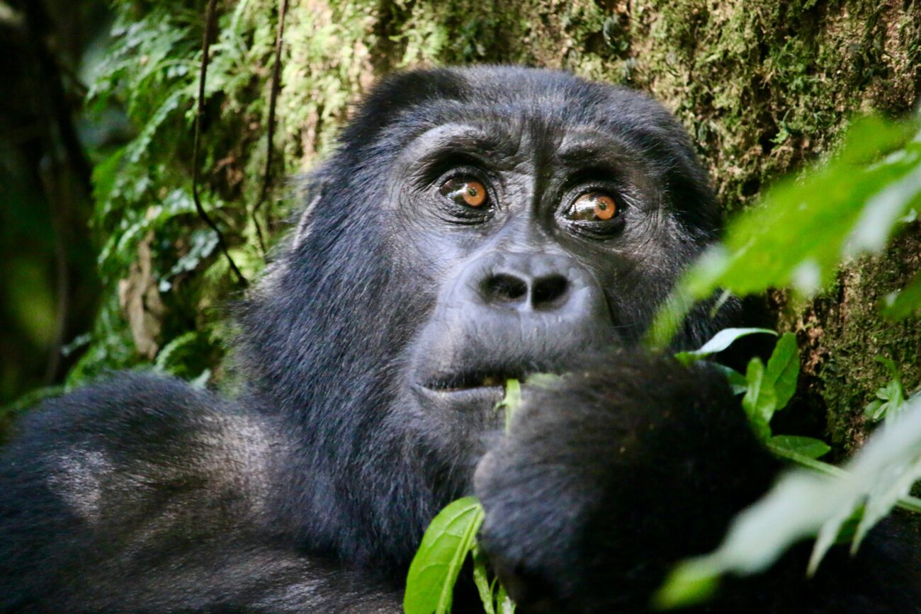 Mountain gorilla looking up while eating a leaf.