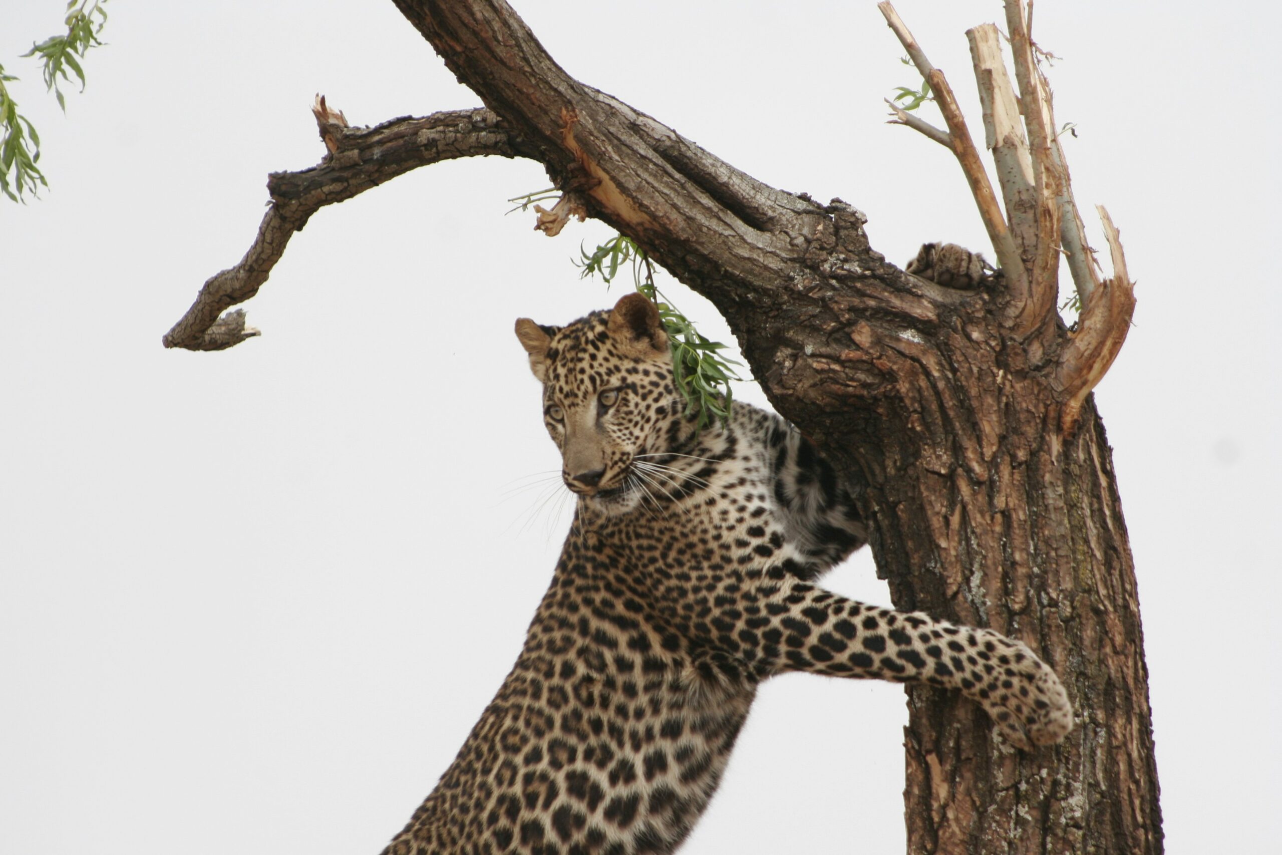 Leopard climbs up tree stump and looks back.